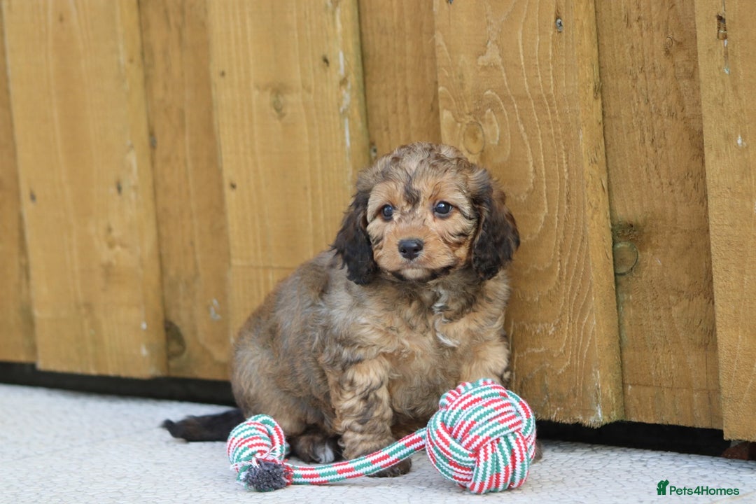 Cockapoo dogs for sale: Cockapoo puppies for sale!  - Advert 22