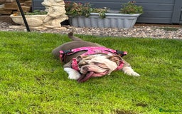 Mixed Breed dogs for sale: New English Bulldog  - Image 4