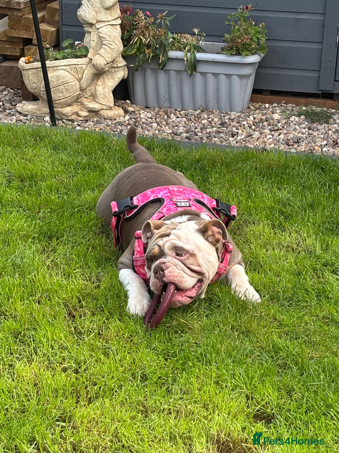 Mixed Breed dogs for sale: New English Bulldog  - Image 4