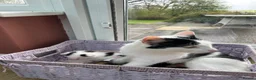 Mixed Breed cats for sale: Gorgeous Ginger, black & white female kitten in Clynderwen - Advert 11