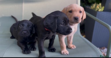 Labrador Retriever dogs - Advert 9