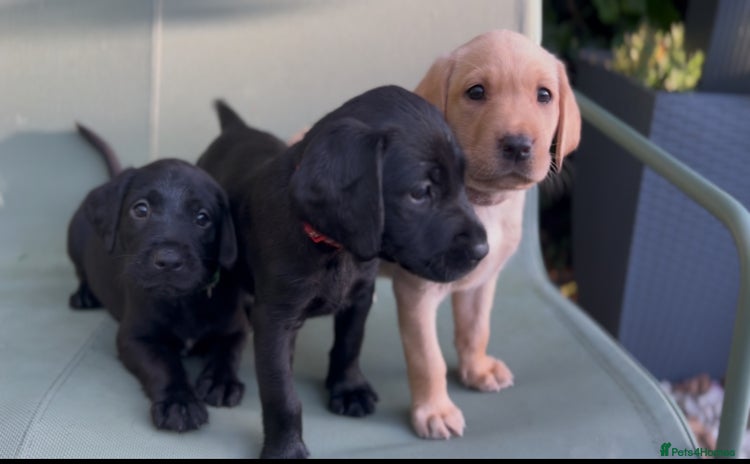 Labrador Retriever dogs - Advert 5