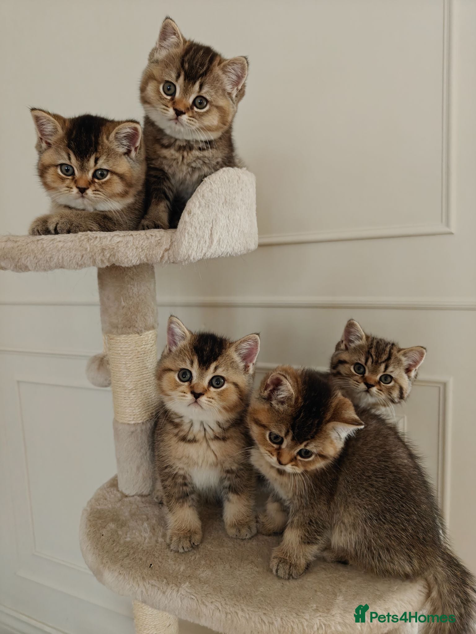 British Shorthair cats Beautiful Black Golden Shaded BSH kittens - Advert 14