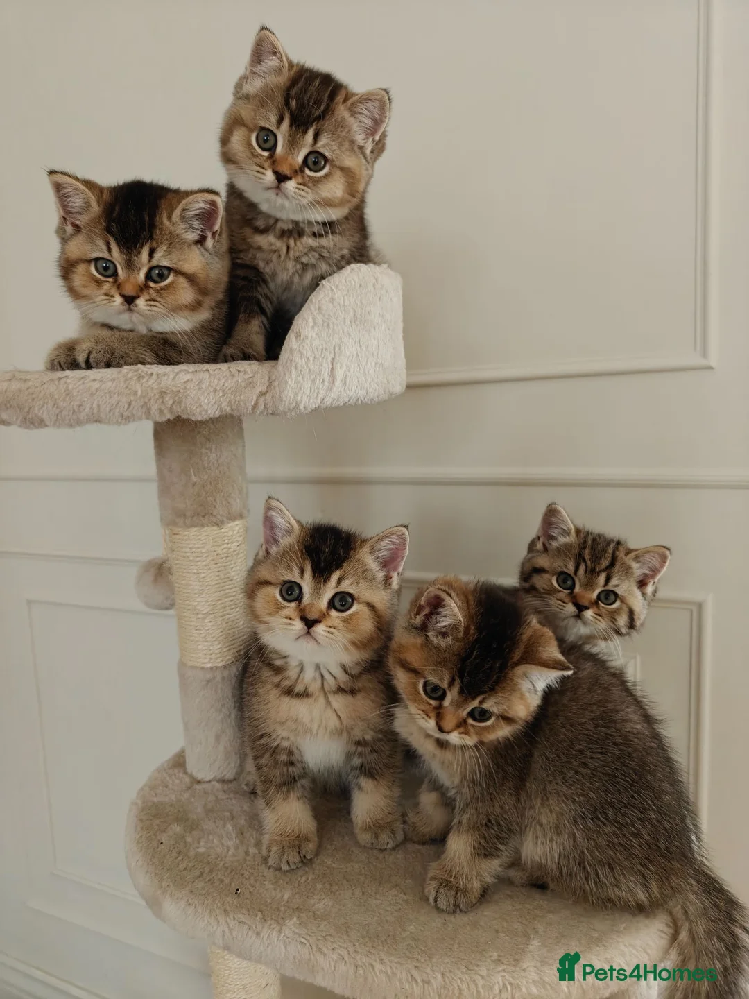 British Shorthair cats for sale: Beautiful Black Golden Shaded BSH kittens - Advert 1