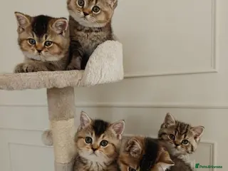 British Shorthair cats Beautiful Black Golden Shaded BSH kittens - Advert 3