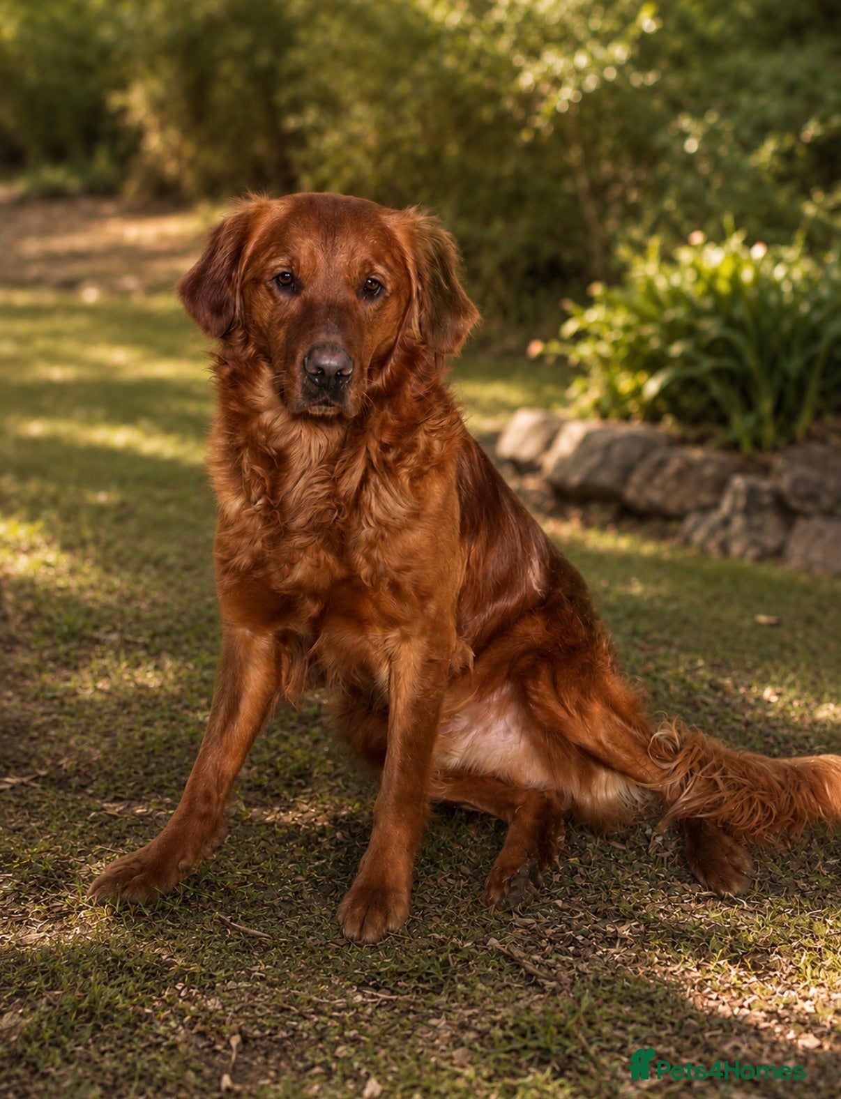 Golden Retriever dogs 💙 Tweed fully health tested golden retriever 💙 - Advert 1