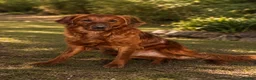 Golden Retriever dogs for stud: 💙 Tweed fully health tested golden retriever 💙 - Advert 1