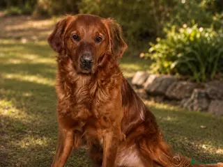 Golden Retriever dogs 💙 Tweed fully health tested golden retriever 💙 - Advert 1