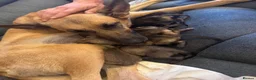 Mixed Breed dogs for sale: 12 gorgeous puppies need new family’s  - Advert 3