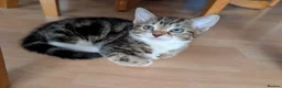 Mixed Breed cats for sale: Kittens  - Advert 6