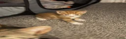Mixed Breed cats for sale: 10x kittens for sale  - Advert 10