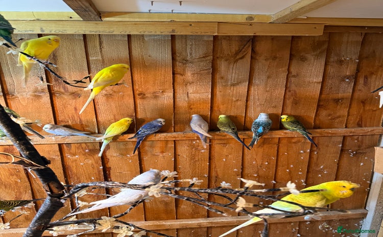 Budgerigars birds - Advert 2