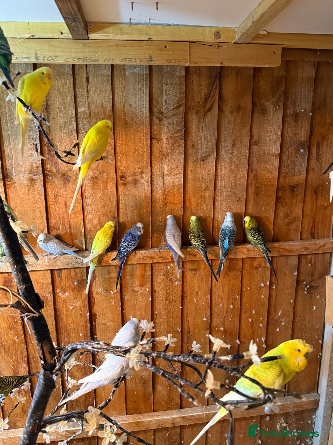 Budgerigars birds for sale: Budgies  - Image 1