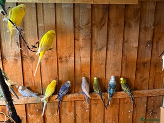 Budgerigars birds - Advert 24