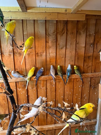 Budgerigars birds - Advert 17