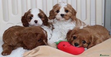 Cavalier King Charles Spaniel dogs - Advert 12