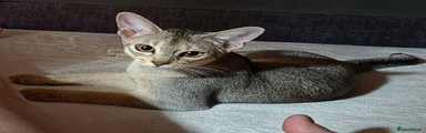 Abyssinian 1