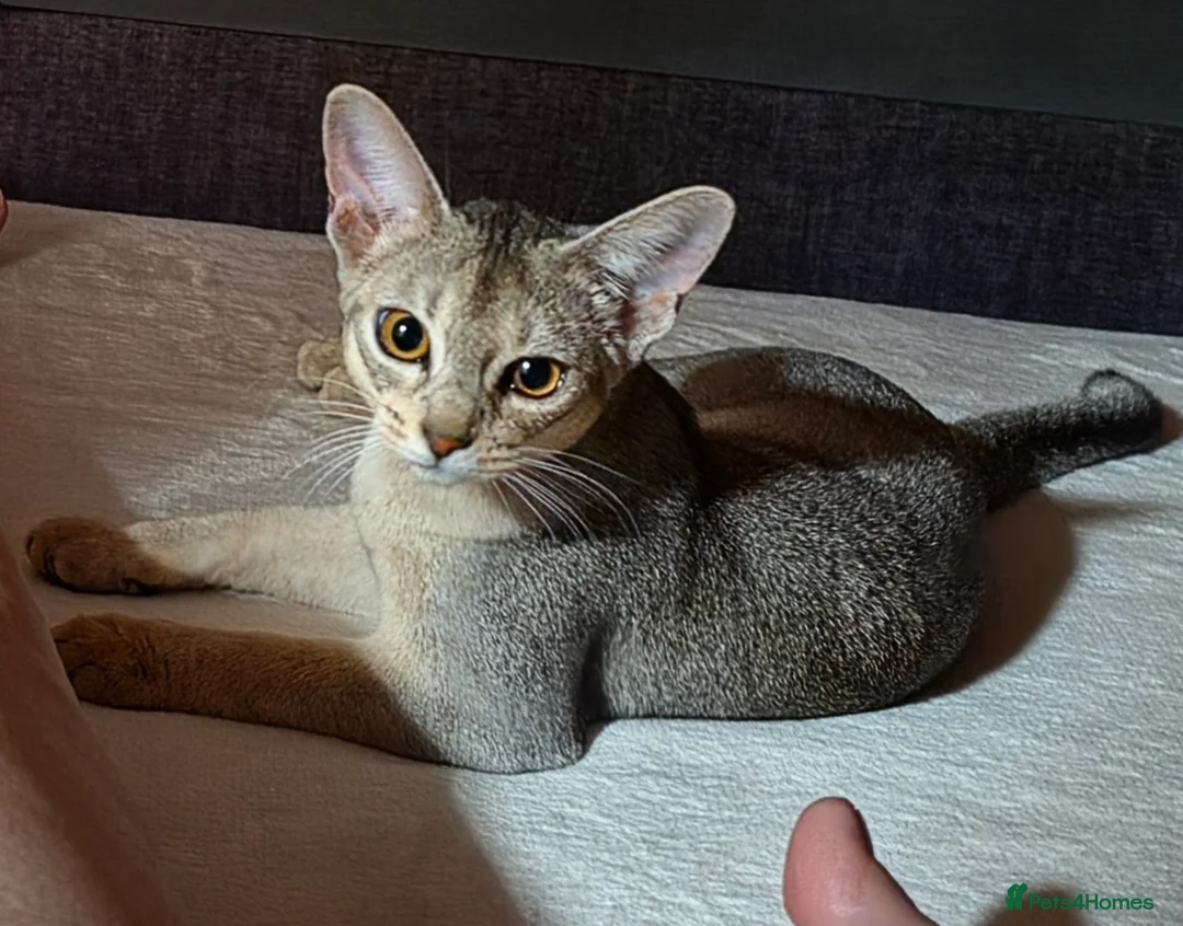 Abyssinian cats for sale: Silver black girl - Advert 2