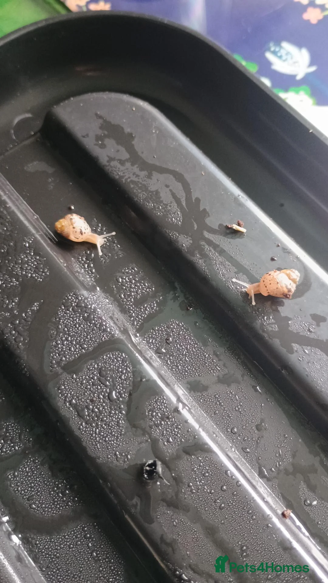 Snails invertebrates for sale: Giant African land snails in Nuneaton - Advert 6