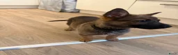 German Shepherd dogs for sale: ❤️Beautiful German shepherd puppy❤️ - Advert 2