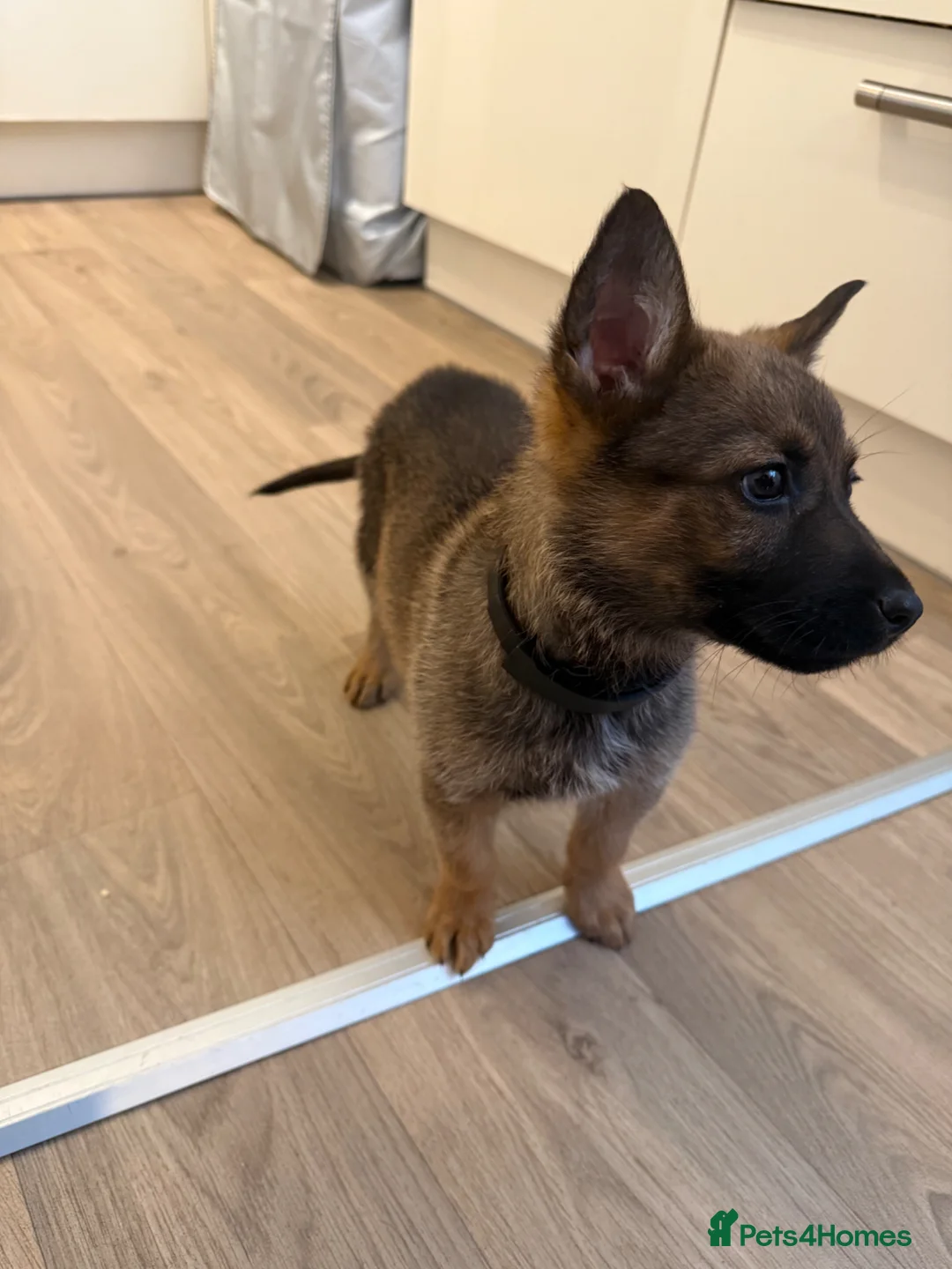 German Shepherd dogs for sale: ❤️Beautiful German shepherd puppy❤️ - Advert 2