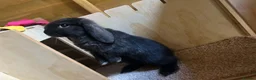 Mini Lop rabbits for sale: X4 mini lop babies - Advert 11