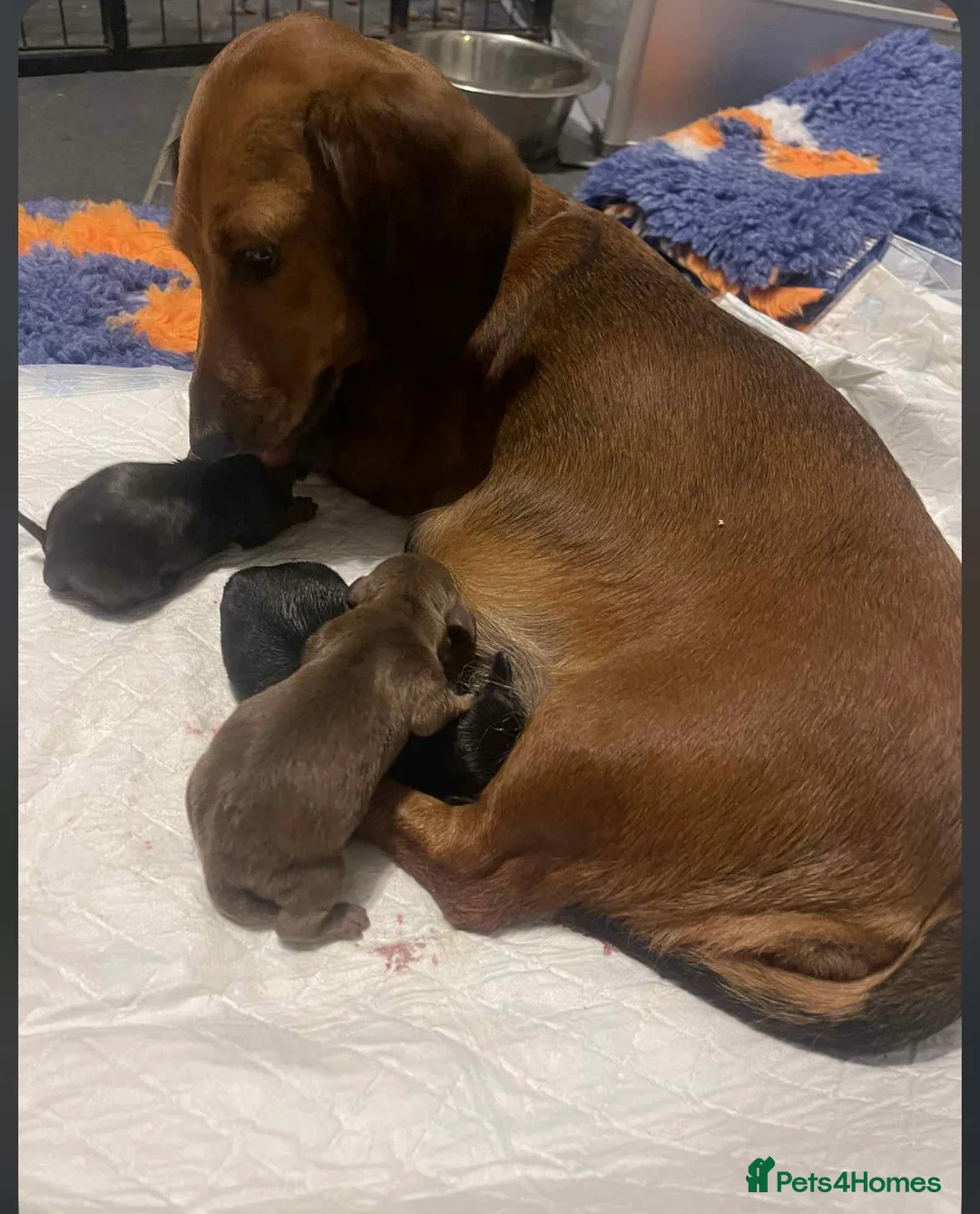 Miniature Dachshund dogs for sale: Pra clear mini smooth dachshund  in Castleford - Advert 2