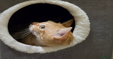 Mixed Breed cats in London - Advert 1