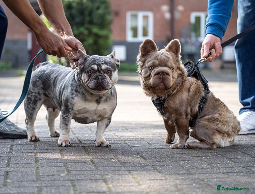 French Bulldog dogs for sale: Fluffy frenchies  - Image 14