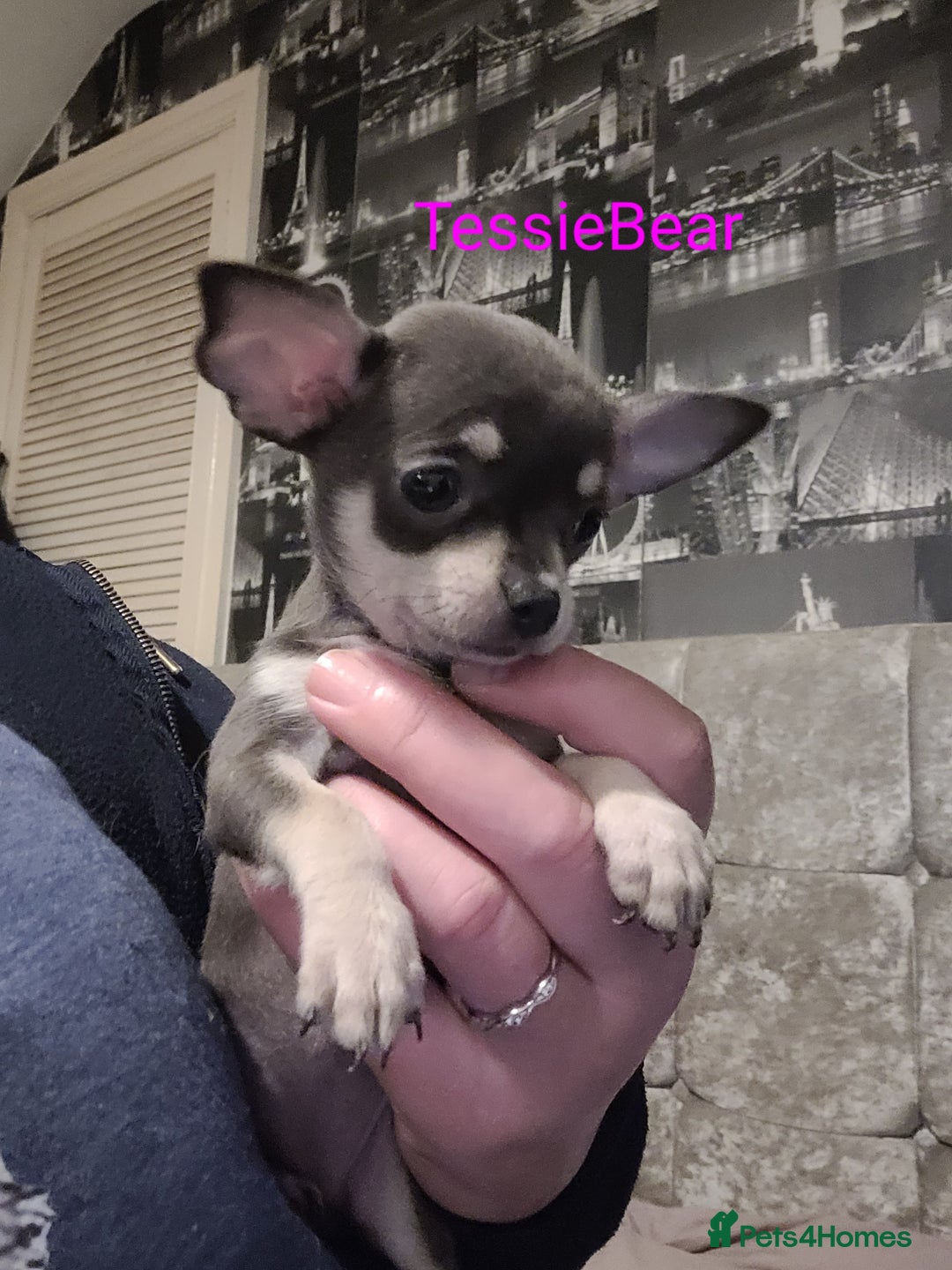 Chihuahua dogs for sale: Chihuahua puppies 2 males and 3 females  - Advert 4