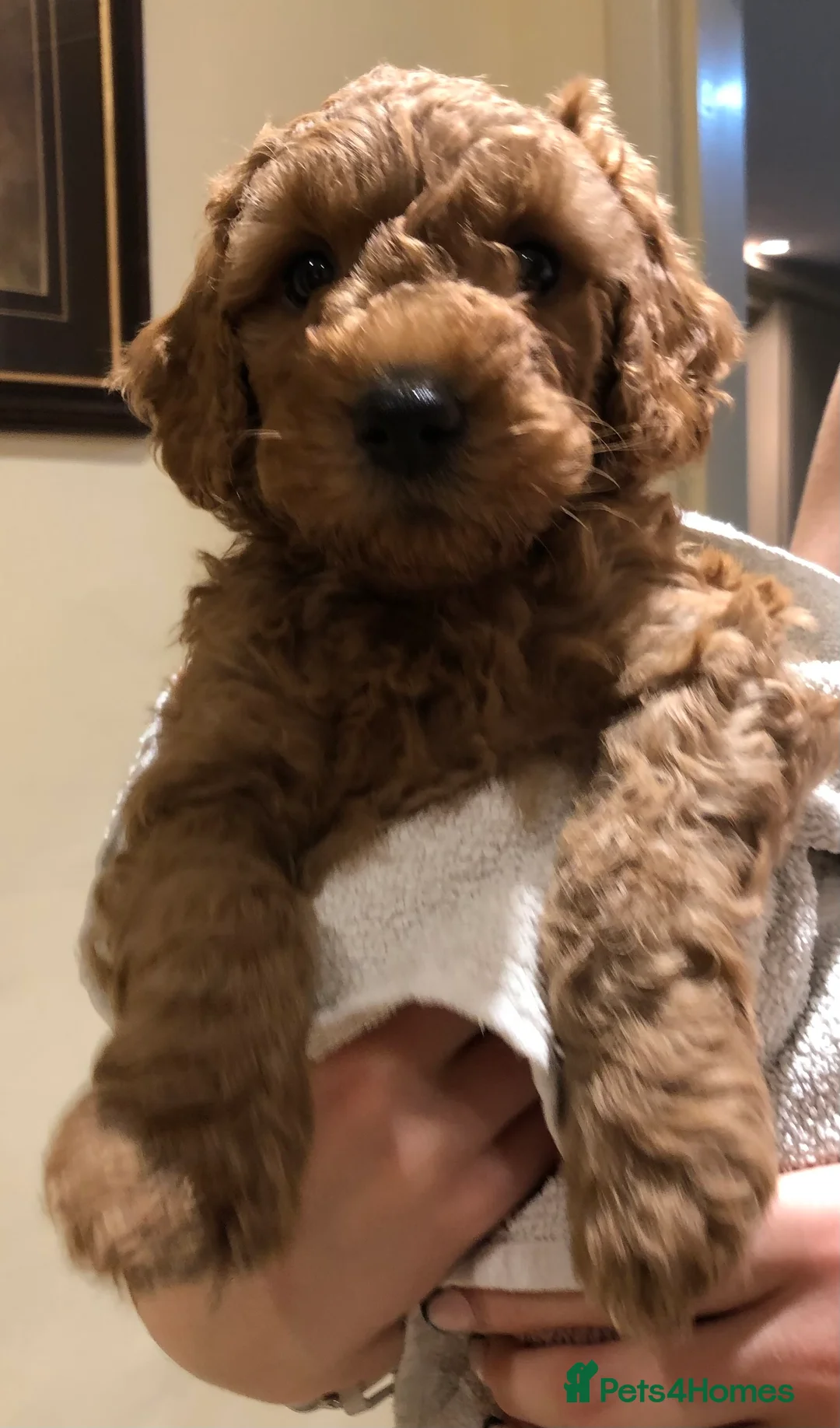 Labradoodle dogs for sale: Gorgeous miniature labradoodles - Advert 16