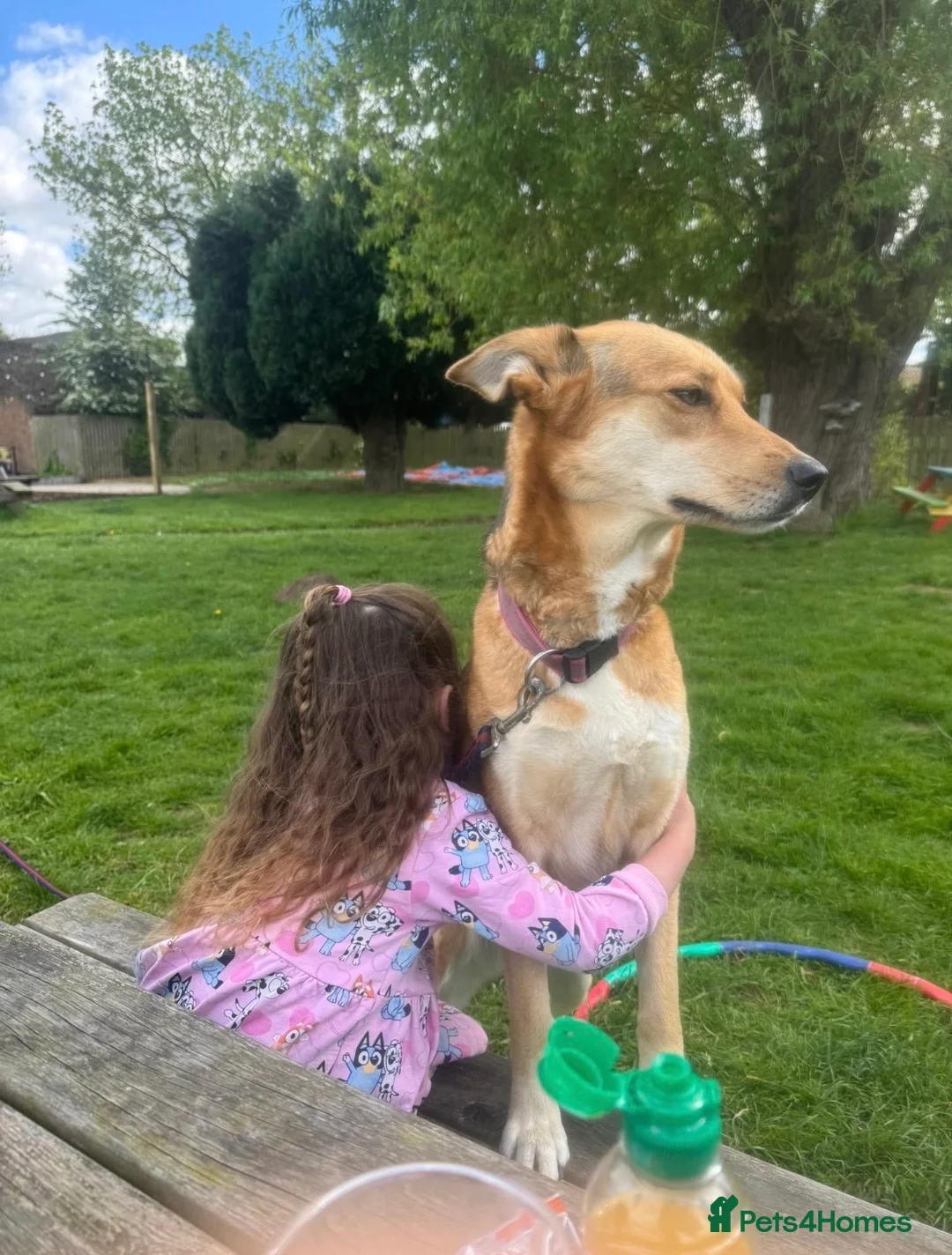 Mixed Breed dogs for sale: Rehome required - Advert 5