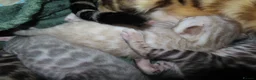 Bengal cats for sale: Spots and Sass | TICA BENGAL KITTENS in Birmingham - Advert 4