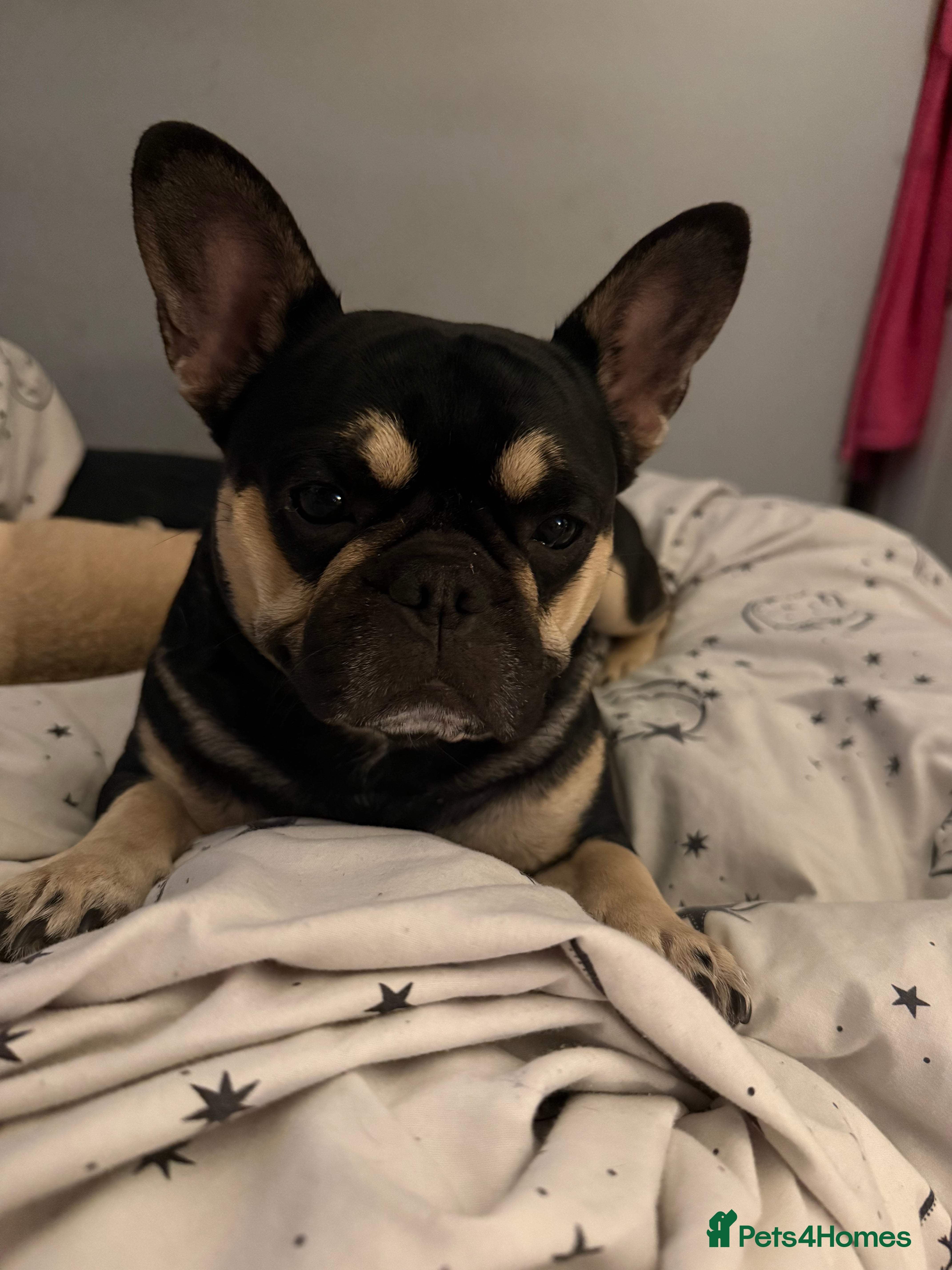 Frug dogs Buddy is looking for a new home - Advert 1