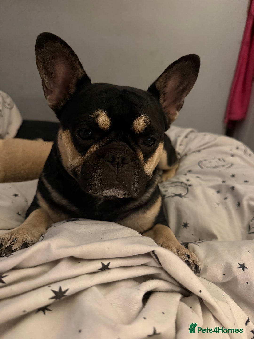 Frug dogs for sale: Buddy is looking for a new home - Advert 1