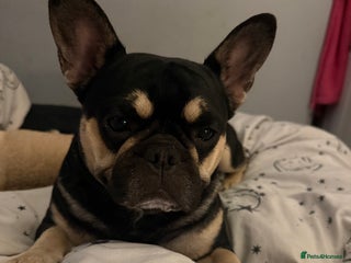 Frug dogs Buddy is looking for a new home - Advert 2