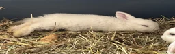 Mini Lop rabbits for sale: Two male rabbits - Advert 4