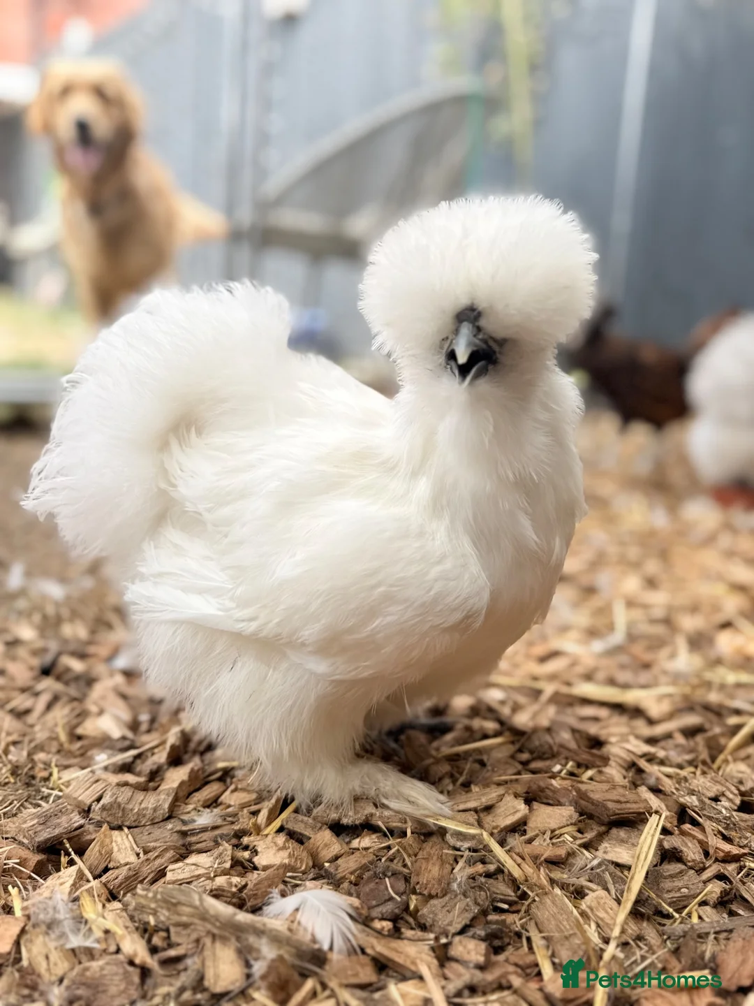 Chickens poultry for sale: Silkie hens and polish hens in Braintree - Advert 2
