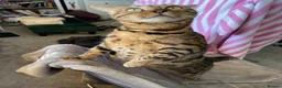 Bengal cats for sale: Bengal Female (indoor only) in Southampton - Advert 14