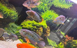 Cichlids fish for sale: Tropical fish  - Image 27