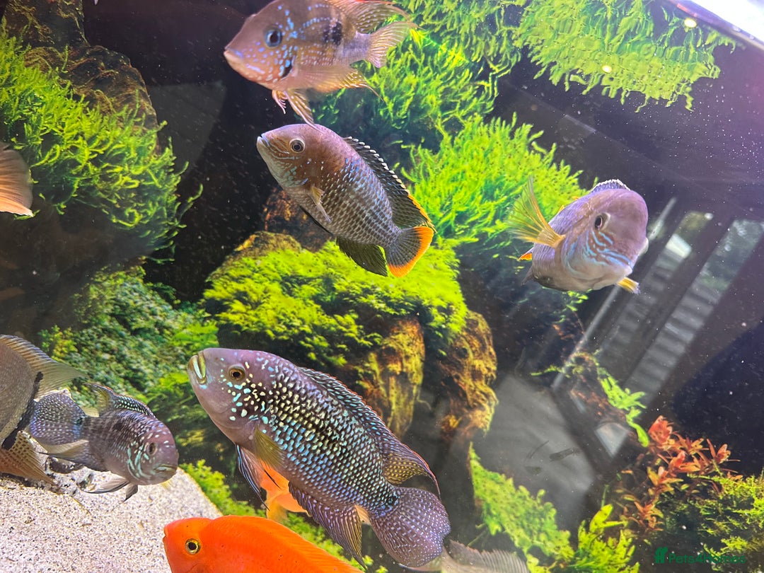 Cichlids fish for sale: Tropical fish  - Image 27