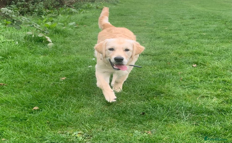 Golden Retriever dogs - Advert 2