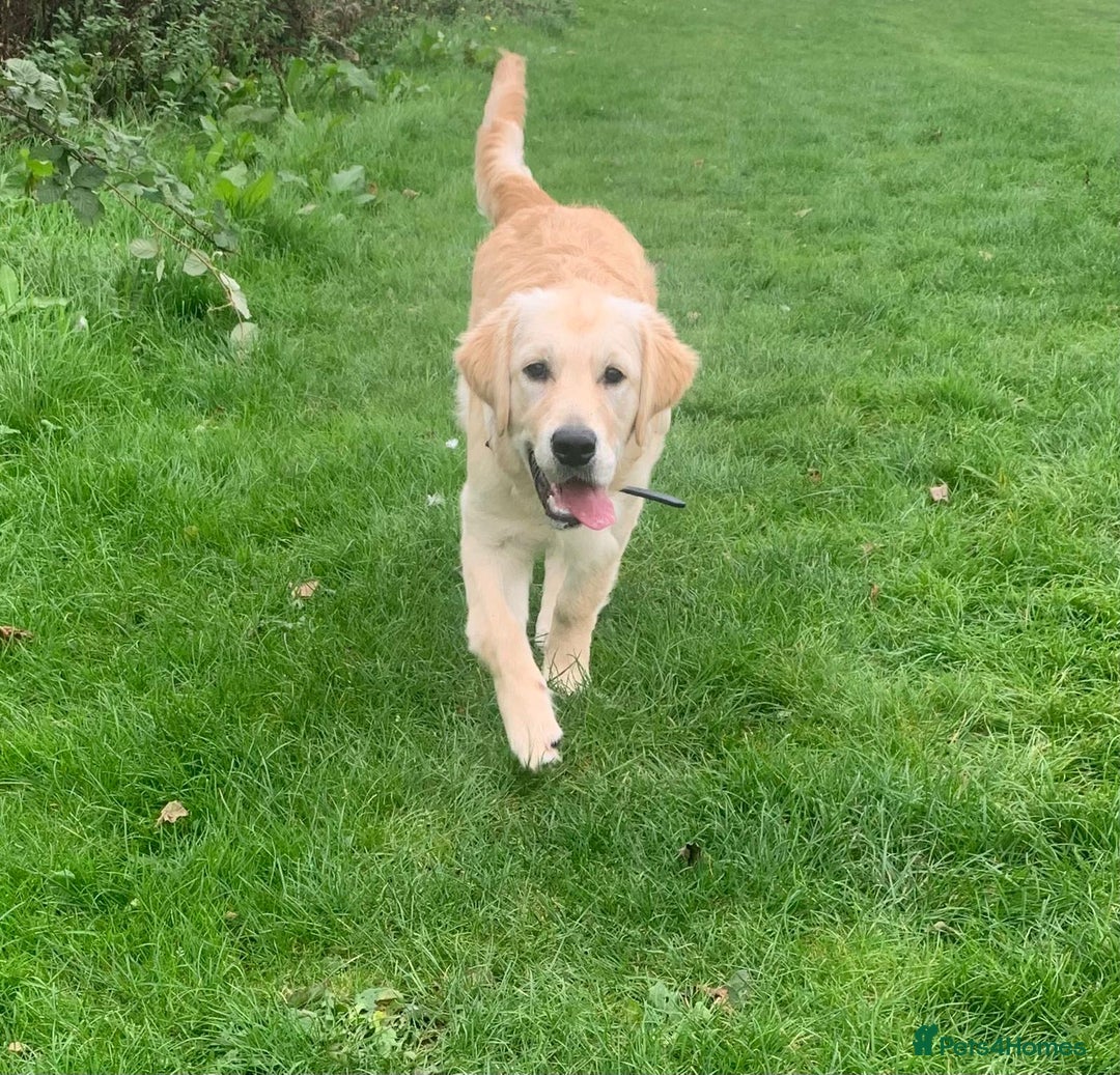 Golden Retriever dogs for stud: Stud for pick of the litter  - Image 1