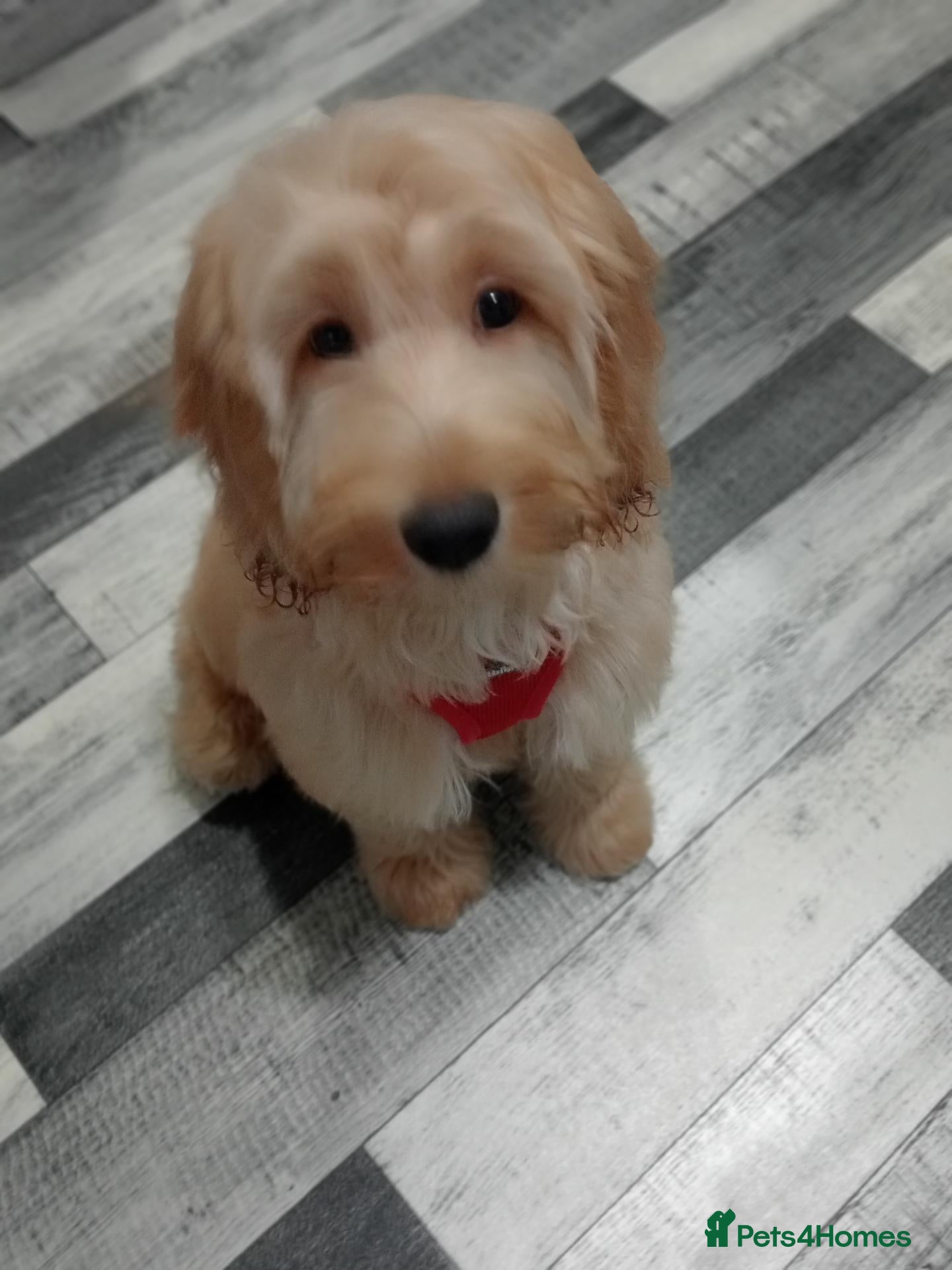 Cockapoo dogs for sale: Gorgeous 5 month old cockapoo, a great boy 🐶 - Advert 18