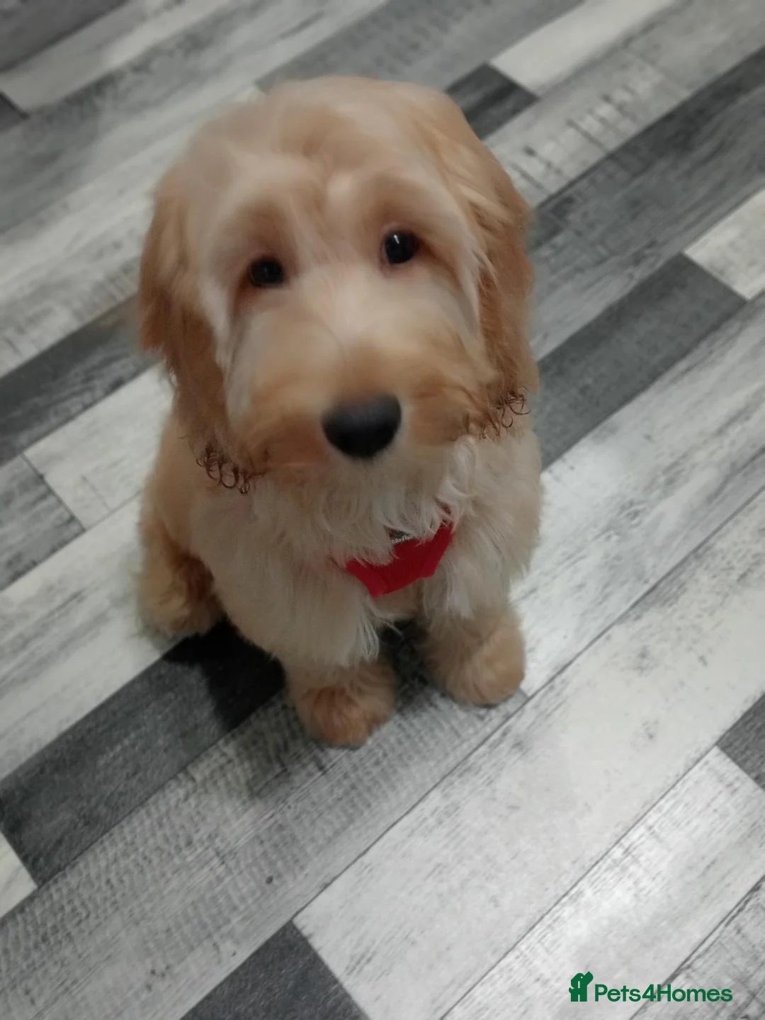 Cockapoo dogs for sale: Gorgeous 5 month old cockapoo  in Belfast - Advert 2