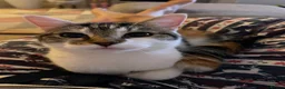 Domestic Shorthair cats for sale: Kittens mixed  - Advert 2