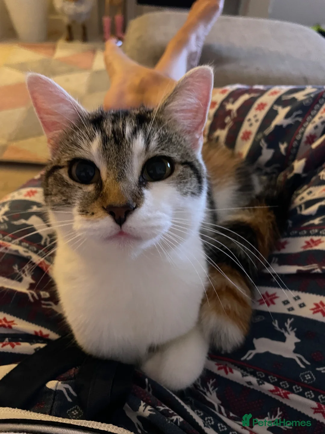 Domestic Shorthair cats for sale: Kittens mixed  - Advert 2