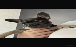 French Bulldog dogs for sale: LAST 2 REMAINING Beautiful French Bulldog Pups in Waltham Cross - Image 23