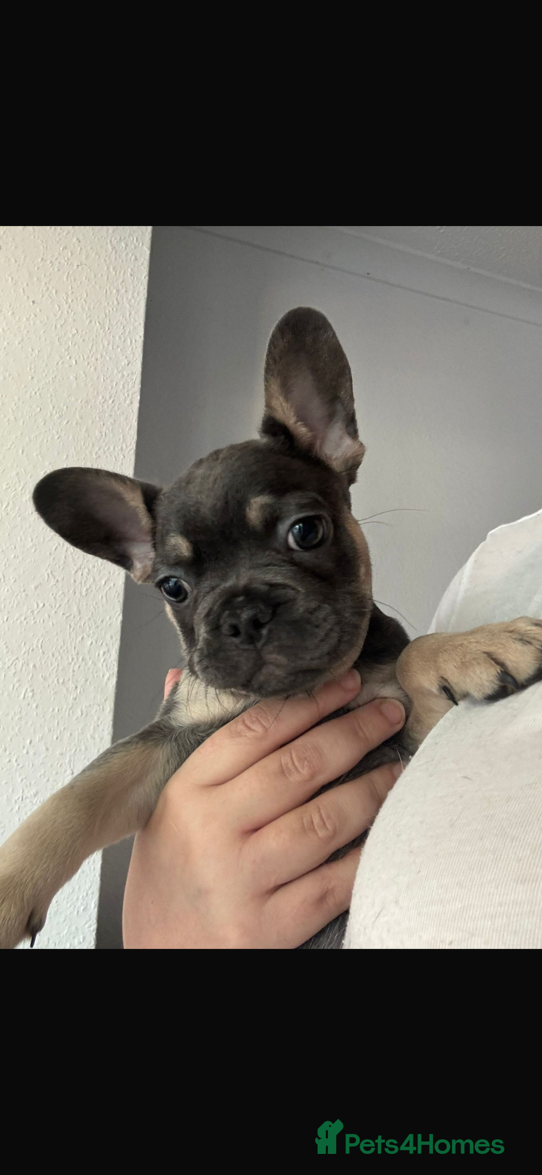 French Bulldog dogs for sale: LAST 2 REMAINING Beautiful French Bulldog Pups in Waltham Cross - Image 23