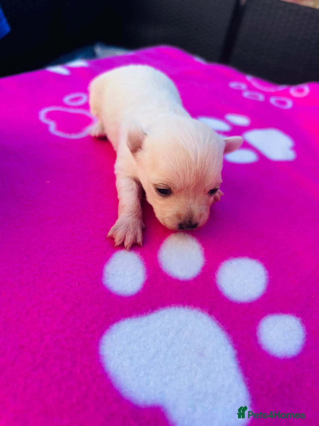 Chipoo dogs for sale: Tiny Chihuahua/ Asian Toy poodle puppies  - Image 8